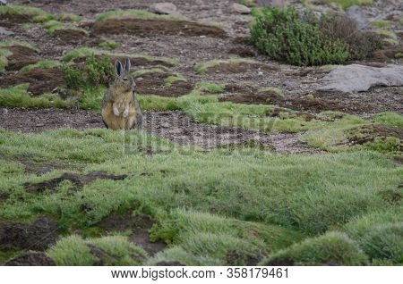 Southern Viscacha Lagidium Viscacia In A Meadow. Las Cuevas. Lauca National Park. Arica Y Parinacota