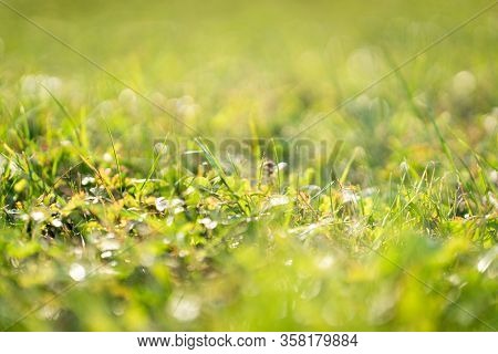 Green fresh grass with selective focus