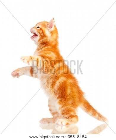 hübsch kleine rote Katze isoliert auf weißem Hintergrund
