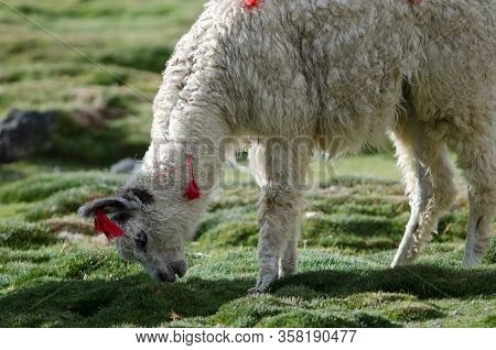 Alpaca Vicugna Pacos Grazing In A Meadow. Parinacota. Lauca National Park. Arica Y Parinacota Region