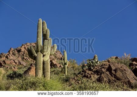 Saguaro Cactus With Dry Desert Background Cactus And Rocks