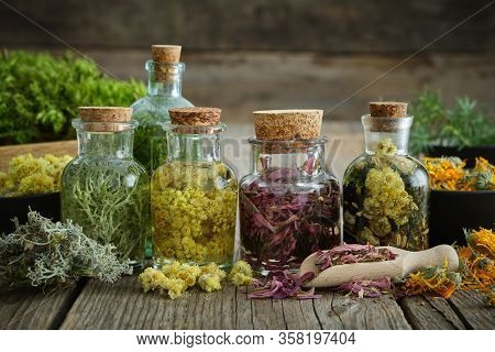 Bottles Of Tincture Or Infusion Of Healthy Medicinal Herbs And Healing Plants On Wooden Table. Herba