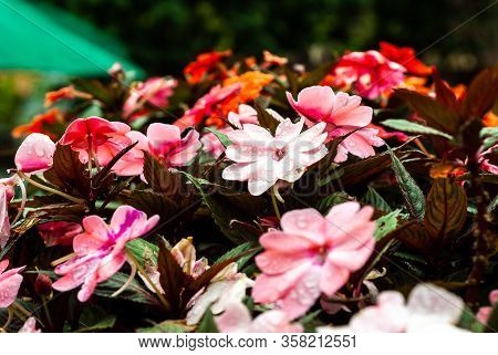 Colorful And Dewy Flowers In The Garden.
