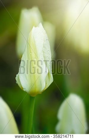 Close up of a White Emperor Tulip in the home garden.