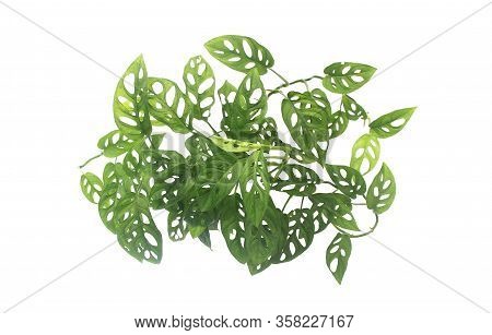 Tropical Bush Monstera Adansonii Isolated Above On White Background