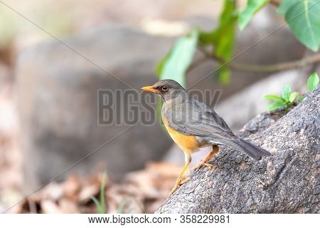 Abyssinian Thrush (turdus Abyssinicus) Is A Passerine Bird In The Family Turdidae. Ethiopia, Gondar,