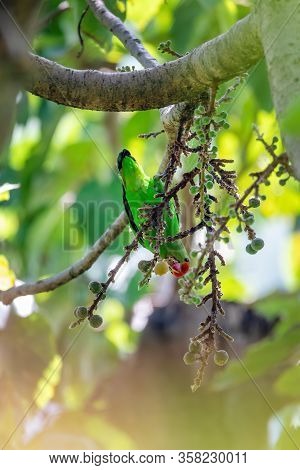 Black-winged Lovebird (agapornis Taranta) Feeding On Tree, Known As Abyssinian Lovebird, Mainly Gree