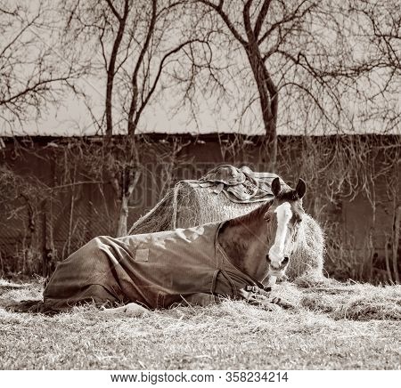 Old Horse With A Caparison Lying On A Hay Next To A Hay Bale. Black White.