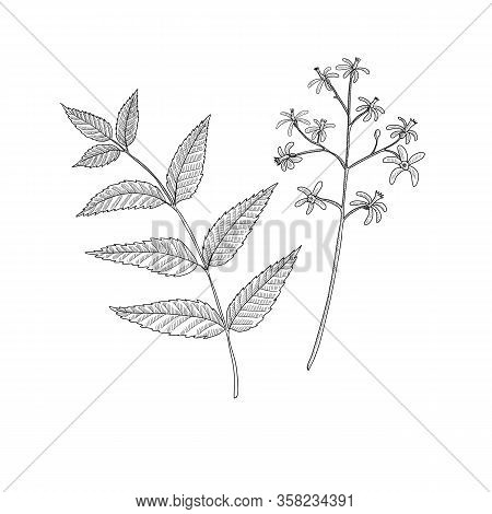 Vector Drawing Neem Tree Branch, Azadirachta Indica , Hand Drawn Illustration