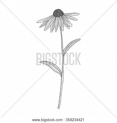 Vector Drawing Purple Coneflower , Echinacea Purpurea , Hand Drawn Illustration