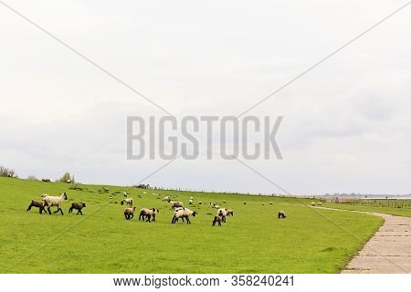 Landscape With Running Sheep And Pasture In Sehestedt, Jade, Wasermarsch, Germany. Farm And Sheep Pa