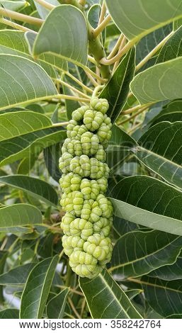Phytolacca Dioica Or Lakonos Dioecious, Branches With Fruits
