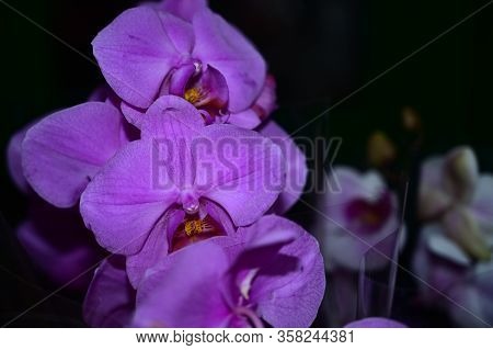 Orchid Flower Very Pretty Potted Flower Close Up