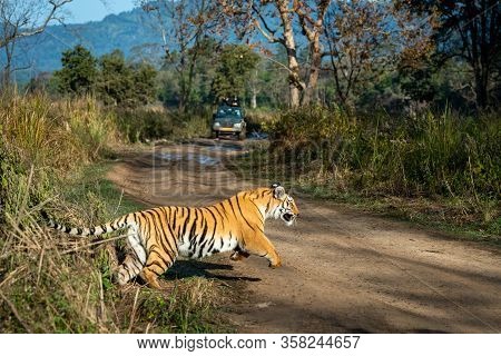 Tiger Running For Hunting Prey At Dhikala Zone Of Jim Corbett National Park Or Tiger Reserve, Uttara