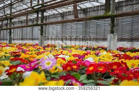 A Carpet Of Many Multi-colored Primrose Flowers, Also Known As Cowslip, Grown In A Greenhouse. Selec