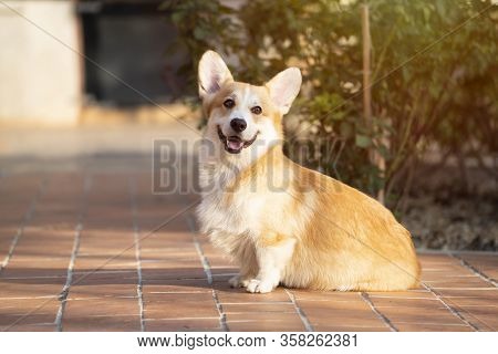 Close Up Of Corgi Dog Pet In Summer Sunny Day