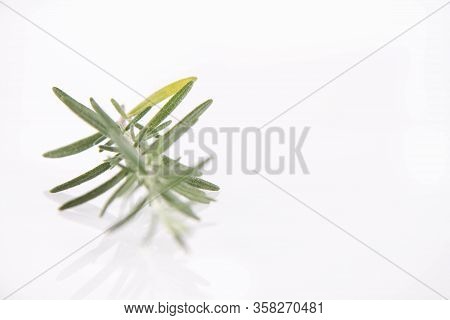 Rosemary (salvia Rosmarinus) Twig On A White Background
