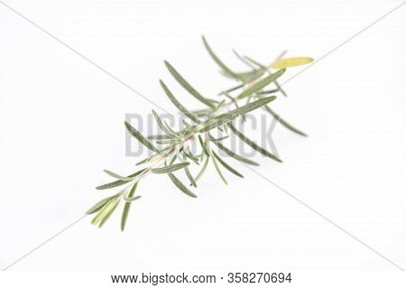 Rosemary (salvia Rosmarinus) Twig On A White Background