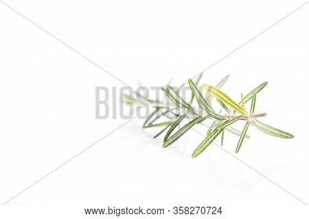 Rosemary (salvia Rosmarinus) Twig On A White Background