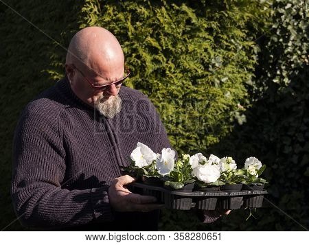 Elderly Bald Man Stands In The Garden With White Violins In Flower Pots In His Hands. Large-flowered
