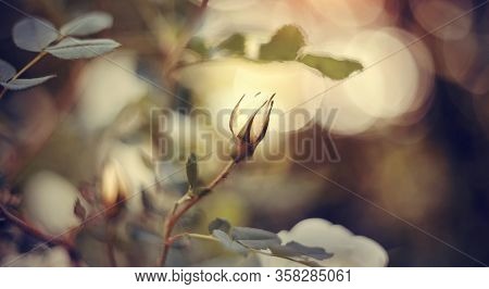 Dogrose Flowers Bud On A Branch In The Summer.