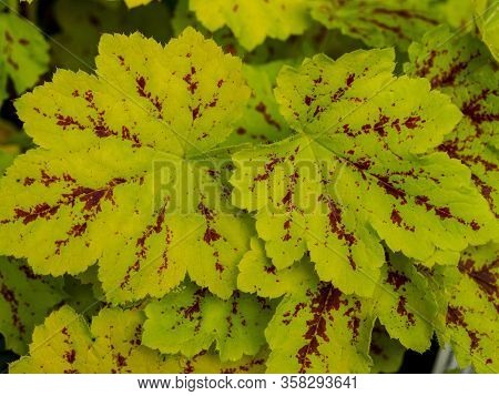 Closeup Of Colourful Green And Red Heucherella Leaves, Variety Solar Power