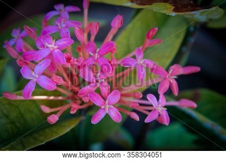 Beautiful View Of Ixora Coccinea Flowering Plant. Also Known As Jungle Geranium, Flame Of The Woods 