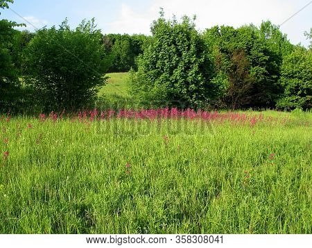 Wild Flowers And Plants Against A Background Of Trees And Forests In Spring