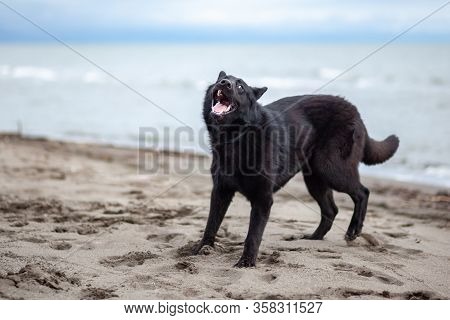 German Black Shepherd On The Sandy Beatch Of Black Sea