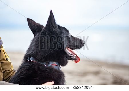 German Black Shepherd On The Sandy Beatch Of Black Sea