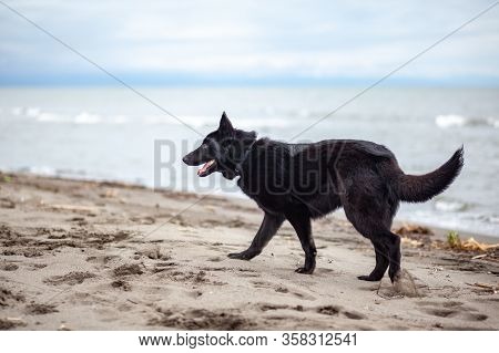 German Black Shepherd On The Sandy Beatch Of Black Sea