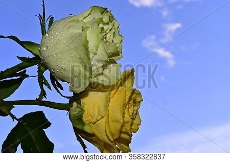 Two Beautiful Rose Flower Close Up In The Sunshine