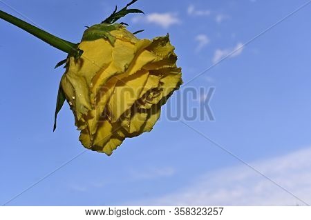 Very Pretty Yellow Opened Rose Flower Close Up