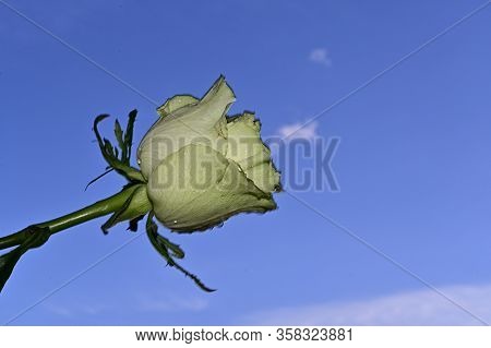 White Rose Flower Close Up In The Sunshine
