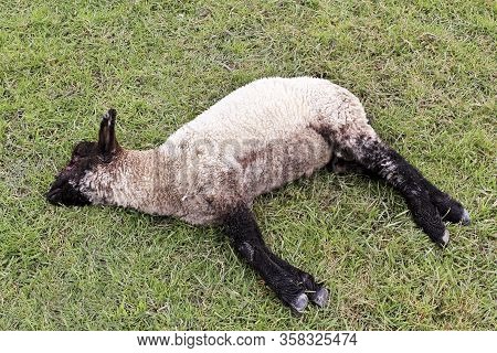 Dead Sheep Is Bleeding From The Eyes. Sehestedt, Jade, Wesermarsch, Germany.