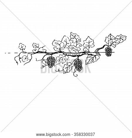 A Large And Fertile Grape Bush With Lots Of Grapes And A Branchy Root Fertile Grape Branch