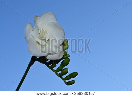 White Beautiful Freesia Flower Close Up In The Sunshine