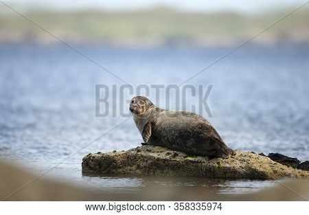 Close Up Of Common Seal (phoca Vitulina) Lying On A Rock In Lerwick Harbor, Scotland, Uk.