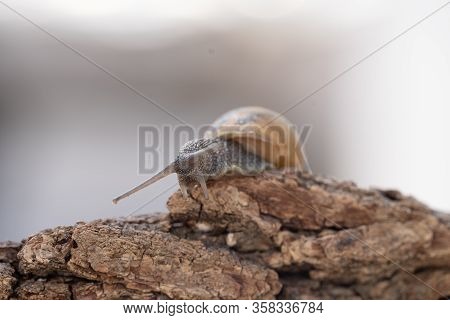 A Little Snail On A Tree Lumaca