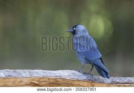 Close Up Of A Western Jackdaw (coloeus Monedula) Perched On A Tree Against Green Background, Uk.