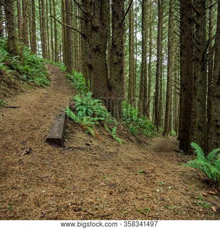 Switchback In Green Oregon Forest Climbs Uphill
