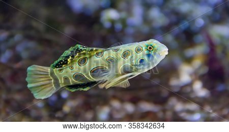 Underwater Scenery Showing A Picturesque Dragonet Fish In Natural Ambiance