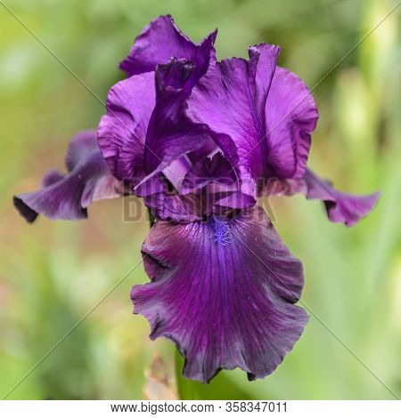 Iris Germanica. Closeup Of Flower Bearded Iris 