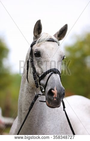 Face Of A  Purebred Gray Horse. Portrait Of Beautiful Gray Mare.  A Head Shot Of A Single Horse. Gre