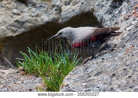 The Wallcreeper (Tichodroma muraria) in natural habitat searching for insects