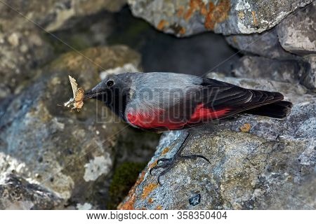 The Wallcreeper (Tichodroma muraria) in natural habitat searching for insects