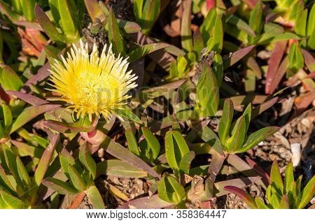 Yellow Carpobrotus Edulis Flower In Algarve, Portugal
