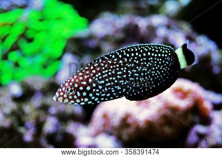 White Spotted Saltwater Wrasse Fish - Melanurus Anampses