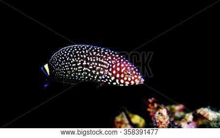 White Spotted Saltwater Wrasse Fish - Melanurus Anampses