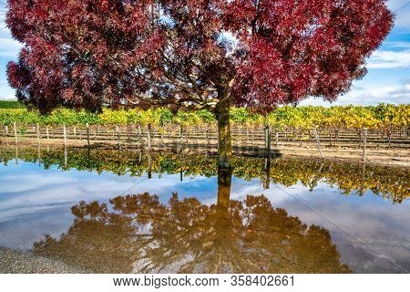Martinborough Vineyard And Autumn Tree Foliage Reflected In Rain Puddle Water After A Storm